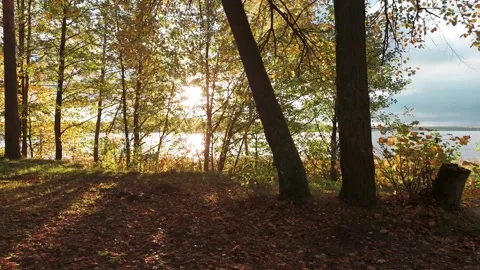 Smooth cinematic camera movement through a golden autumn forest beside a... Vidéo 344742199