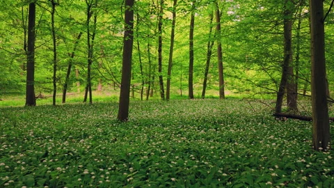 Smooth cinematic flight through lush green spring forest. 動画素材 334052142