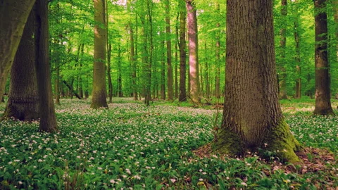Smooth cinematic flight through lush green spring forest. Vídeos de archivo 334052321