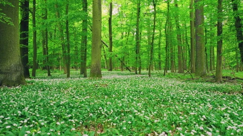 Smooth cinematic flight through lush green spring forest. Vídeos de archivo 334052377