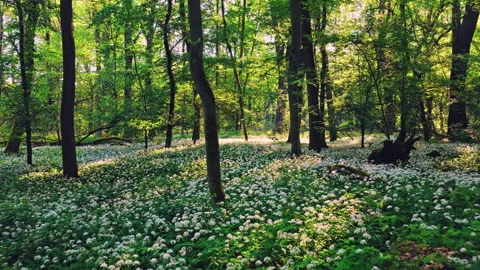 Smooth cinematic flight through a spring forest filled with blooming wild garlic Stockbeeldmateriaal 334818163