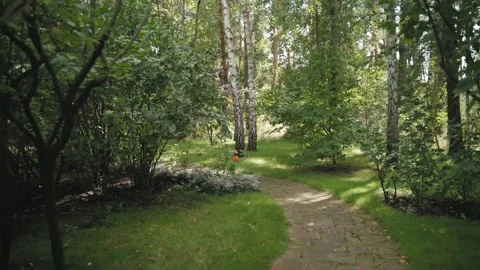 Smooth cinematic forward camera movement through lush green forest park 스톡 동영상 326467436