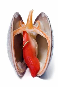 Smooth clam with an earring. Stock Photos