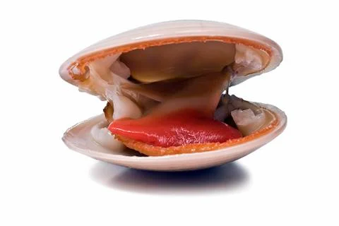Smooth clam. Stock Photos