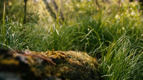 Smooth Close up Shot Moss-covered Root in Green Grass 스톡 동영상 133405425