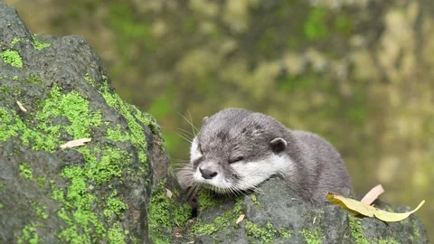 Smooth Coated Otter Stock Footage 247304391