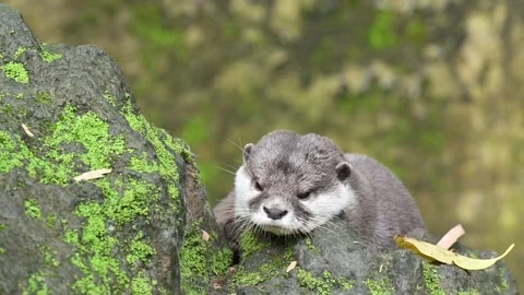 Smooth Coated Otter Stock Footage 247304403