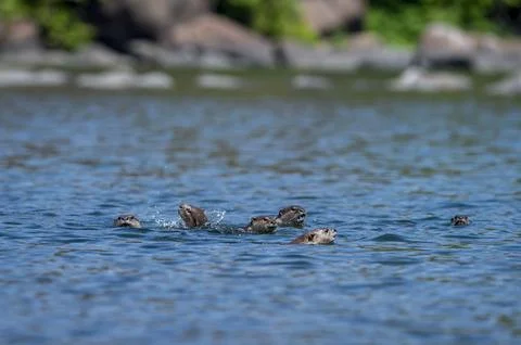 Smooth coated otter or Lutrogale perspicillata family raft corbett india 스톡 사진