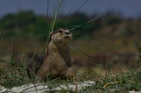 Smooth-coated otter Stock Photos