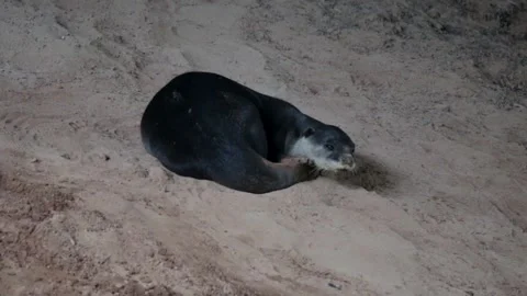 Smooth-Coated Otter Resting on a Mudbank Under a Bridge Stock Footage 345804639