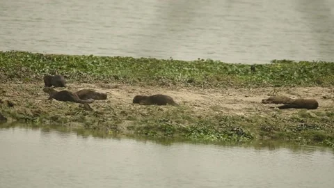 Smooth-coated otters rolling in sand Stock Footage 194536998