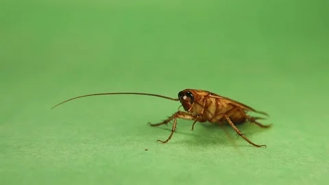 Smooth cockroach cleans itself. Male Cockroach on green background, antennae Stock Footage 202345703
