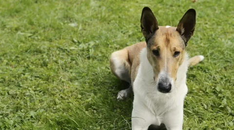 Smooth Collie pet dog playing in the garden Vidéo 67290835