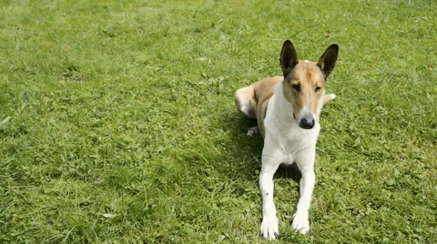Smooth Collie pet dog playing in the garden Vidéo 67291334