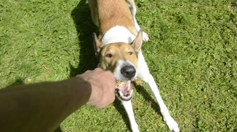 Smooth Collie pet dog playing in the garden 動画素材 67291908