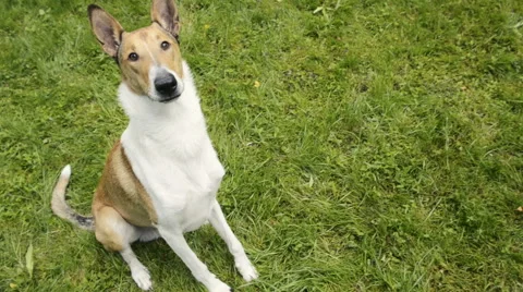 Smooth Collie pet dog playing in the garden 動画素材 67294833