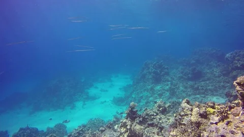 Smooth Cornetfish Stock Footage 122770367