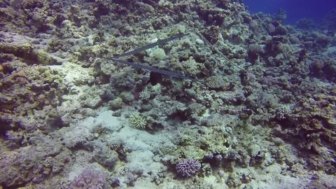 Smooth Cornetfish Stock Footage 122987391