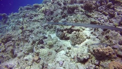 Smooth Cornetfish Stock Footage 122987627
