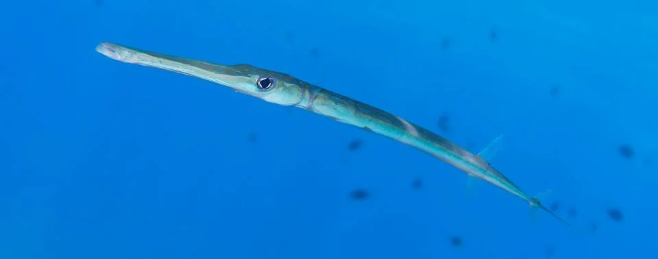 Smooth cornetfish Stock Photos