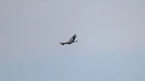 Smooth crane flight, 4K slomo Stock Footage 172427428