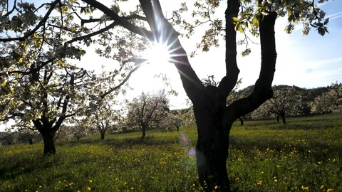 Smooth crane shot of a tree with cherry blossom Stock Footage 90372351