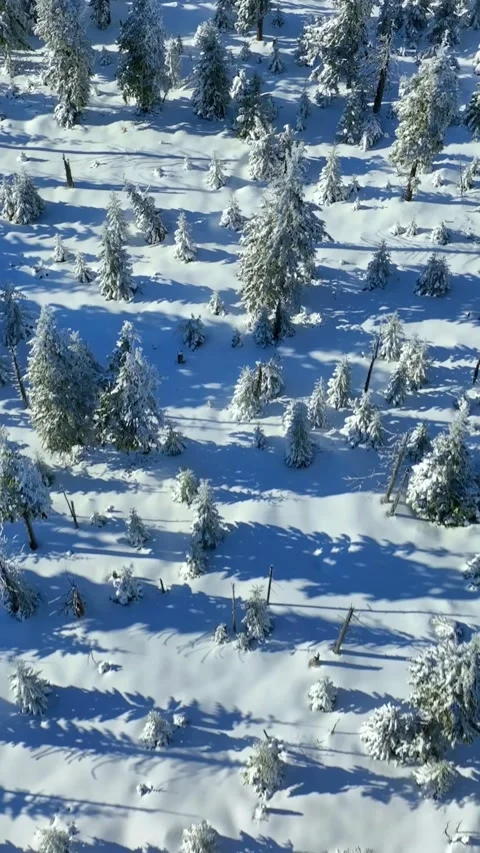 Smooth Crossing of Winter Snowy Spruce Forest with Blue Sky. Stock Footage 294751672