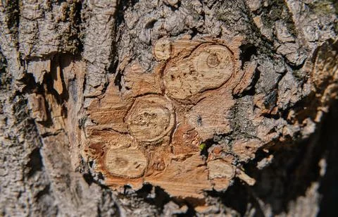 Smooth cutting of branches on a brown tree Stockfoto's