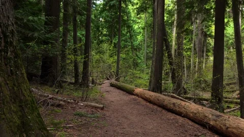 Smooth Dolly Shot of Forest Trail in Deep Woods with Fallen Trees Stock Footage 274165311