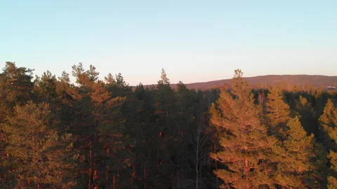 Smooth drone among trees sunset Video stock 243229235