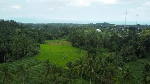 Smooth Drone Flight Over Lush Green Rice Terraces and Tropical Palm Trees Stock Footage 322018904