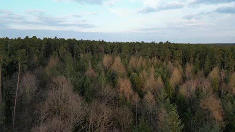 Smooth Drone Flight Over Mixed Pine Forest in Bavaria, Germany Stock Footage 340578013
