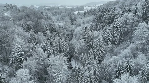 Smooth drone flight over snow covered fir trees in winter. Cold season. Stock Footage 230731919