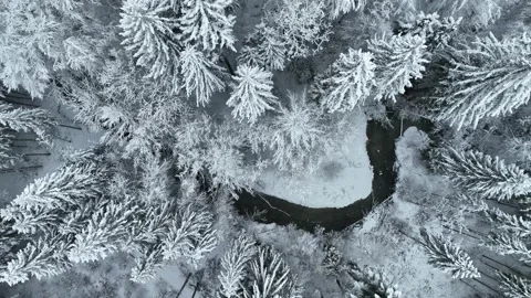 Smooth drone flight over snow covered fir trees in winter. Cold season. Stock Footage 230732580