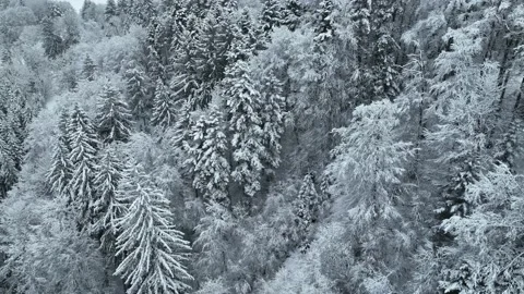 Smooth drone flight over snow covered fir trees in winter. Cold season. Stock Footage 230733191