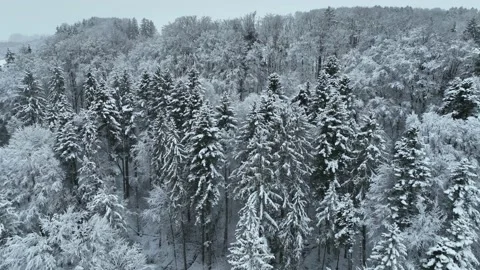 Smooth drone flight over snow covered fir trees in winter. Cold season. Stock Footage 230733776