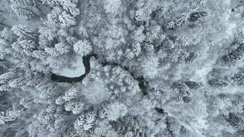 Smooth drone flight over snow covered fir trees in winter. Cold season. Stock Footage 230734136