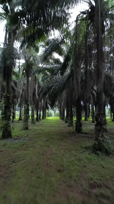 Smooth drone flight through the rows of palm trees in Krabi province, Thailan Stock Footage 346136528