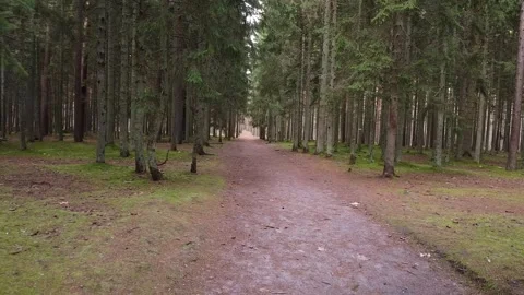Smooth drone flyover of forest walkway Stock Footage 321423216
