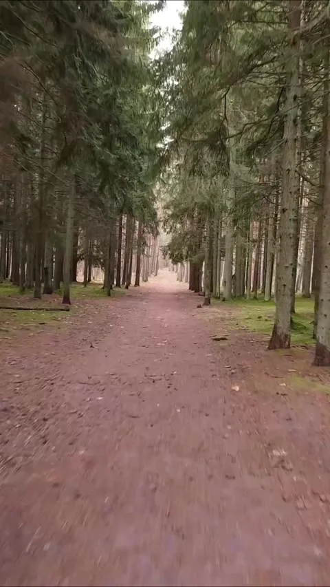 Smooth drone flyover of forest walkway, Vertical 9:16. Stock Footage 322022017