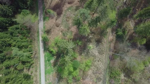 Smooth drone footage of path through forest in spring. Stock Footage 107082553