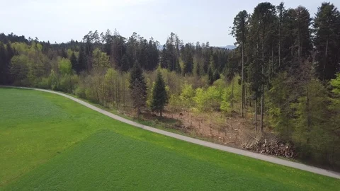 Smooth drone footage of path through forest in spring. Stock Footage 107082585