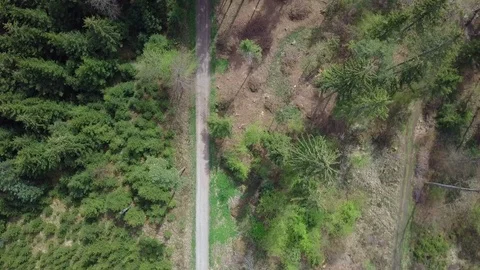 Smooth drone footage of path through forest in spring. Stock Footage 107082696