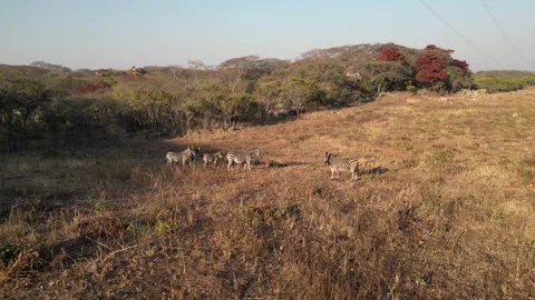 Smooth drone forward approach to zebra herd in African bushland, wildlife 動画素材 334654756