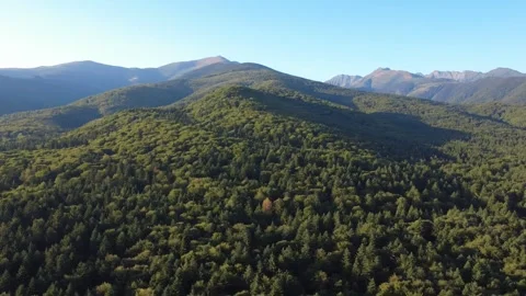 Smooth drone glide over a dense evergreen forest and rolling hills. Stock Footage 345327763