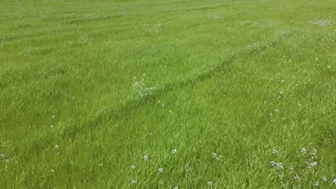 Smooth Drone Journey Across Open Grass Fields in Japan Stock Footage 336746189