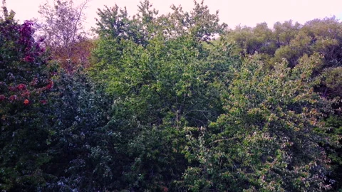 Smooth Drone Movement Through Treetops Stock-Footage 347151331