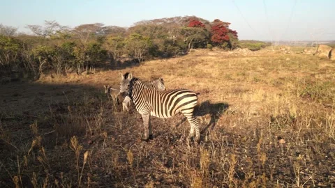 Smooth drone rotation around zebras in African bushland, wildlife conservation 動画素材 334654930