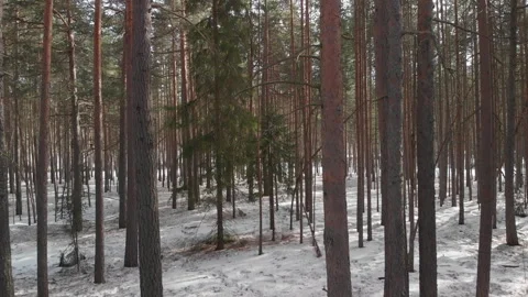 Smooth drone through spring/winter forest Video stock 243229143