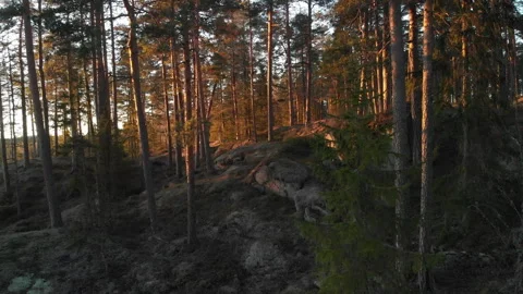 Smooth Drone trhough forest Video stock 243229219